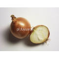 Professional Exporting New Season Fresh Yellow Onion